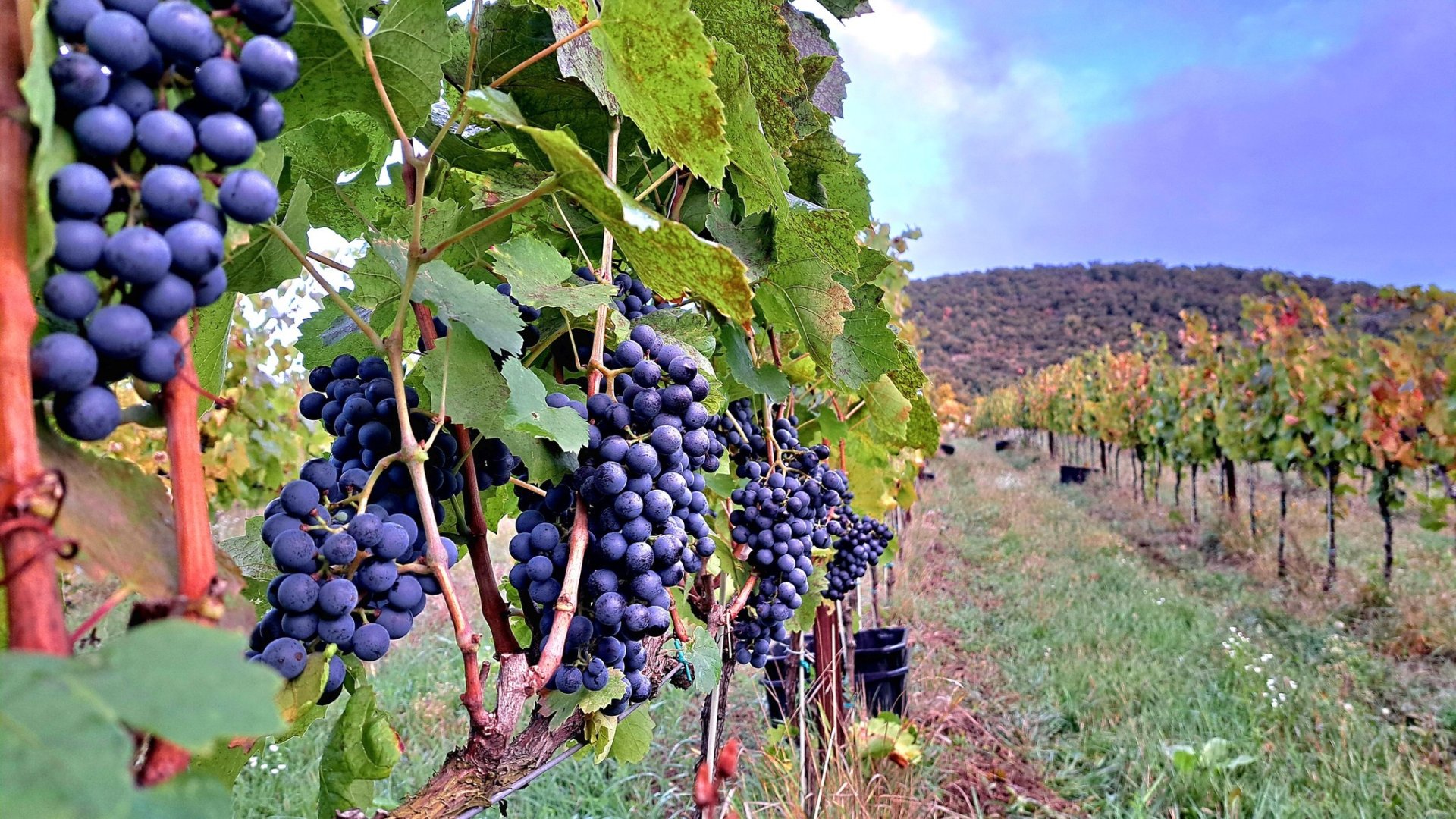 Mit jelent, hogy egy borászat 100%-ban organikus?